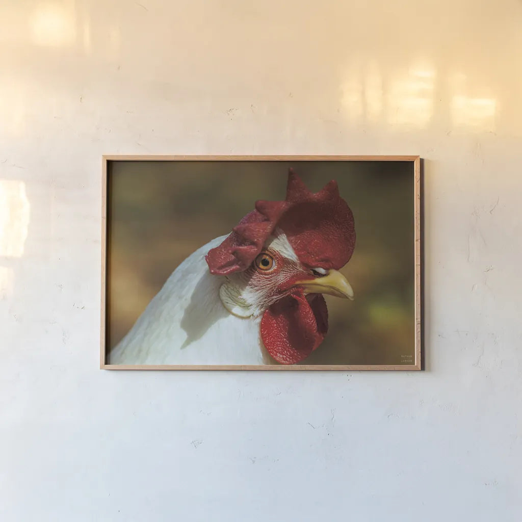Chicken in the Sun I by Nathan Larson. shown as a paper print in a natural frame. Available as a archival giclee rolled canvas, fine art paper, or poster print. SKU 97582i.