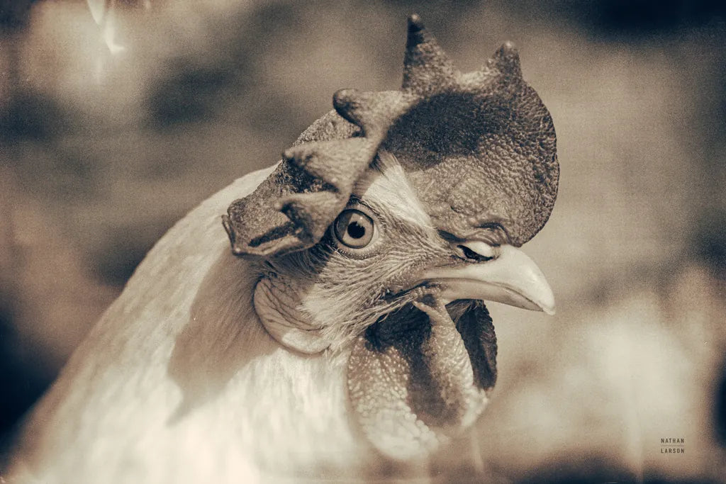 Chicken in the Sun I Sepia by Nathan Larson. SKU 97875i. Archival Giclee Fine art print for wall decor.