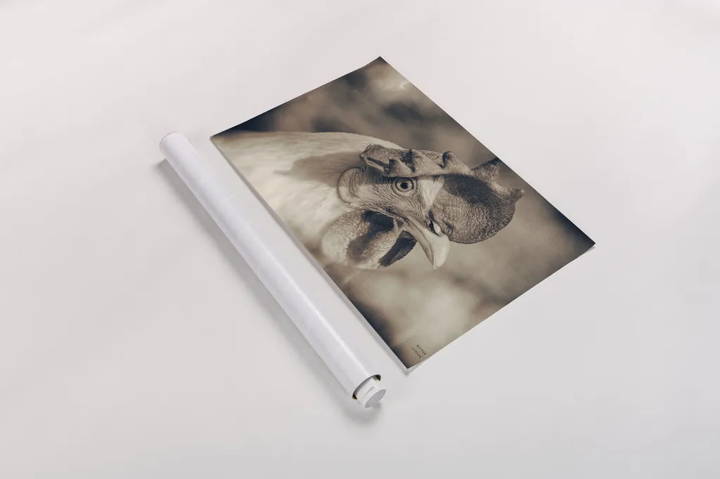 Chicken in the Sun I Sepia by Nathan Larson. shown as a rolled paper print. Available as archival giclee rolled canvas, fine art paper, or poster print. SKU 97875i.