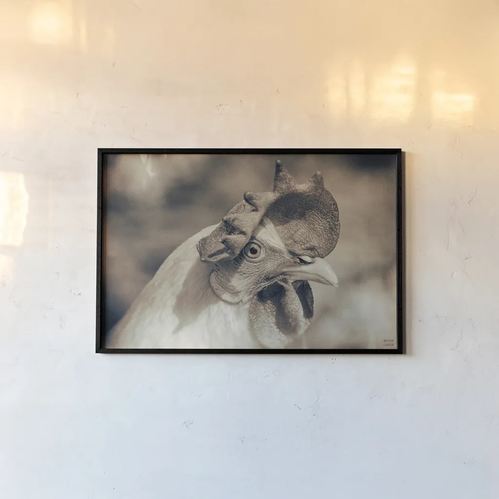 Chicken in the Sun I Sepia by Nathan Larson. shown as a paper print in a black flame. Available as a archival giclee rolled canvas, fine art paper, or poster print. SKU 97875i.