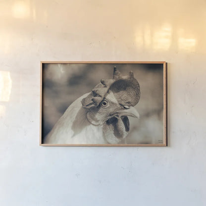 Chicken in the Sun I Sepia by Nathan Larson. shown as a paper print in a natural frame. Available as a archival giclee rolled canvas, fine art paper, or poster print. SKU 97875i.