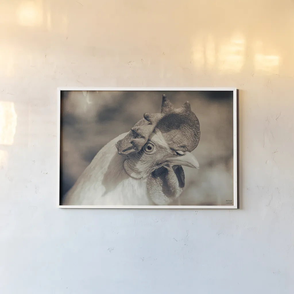 Chicken in the Sun I Sepia by Nathan Larson. shown as a paper print in a white frame. Available as a archival giclee rolled canvas, fine art paper, or poster print. SKU 97875i.