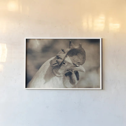 Chicken in the Sun I Sepia by Nathan Larson. shown as a paper print in a white frame. Available as a archival giclee rolled canvas, fine art paper, or poster print. SKU 97875i.