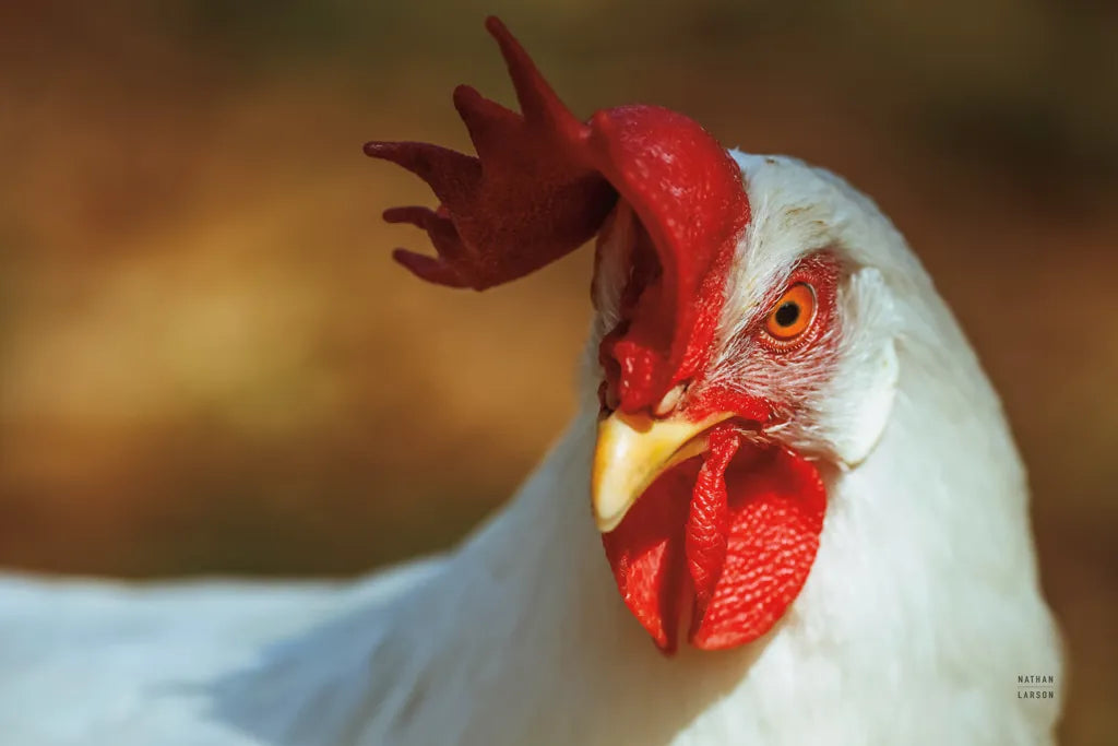 Chicken in the Sun II by Nathan Larson. SKU 97583i. Archival Giclee Fine art print for wall decor.