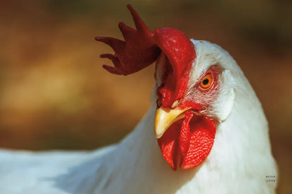 Chicken in the Sun II by Nathan Larson. SKU 97583i. Archival Giclee Fine art print for wall decor.