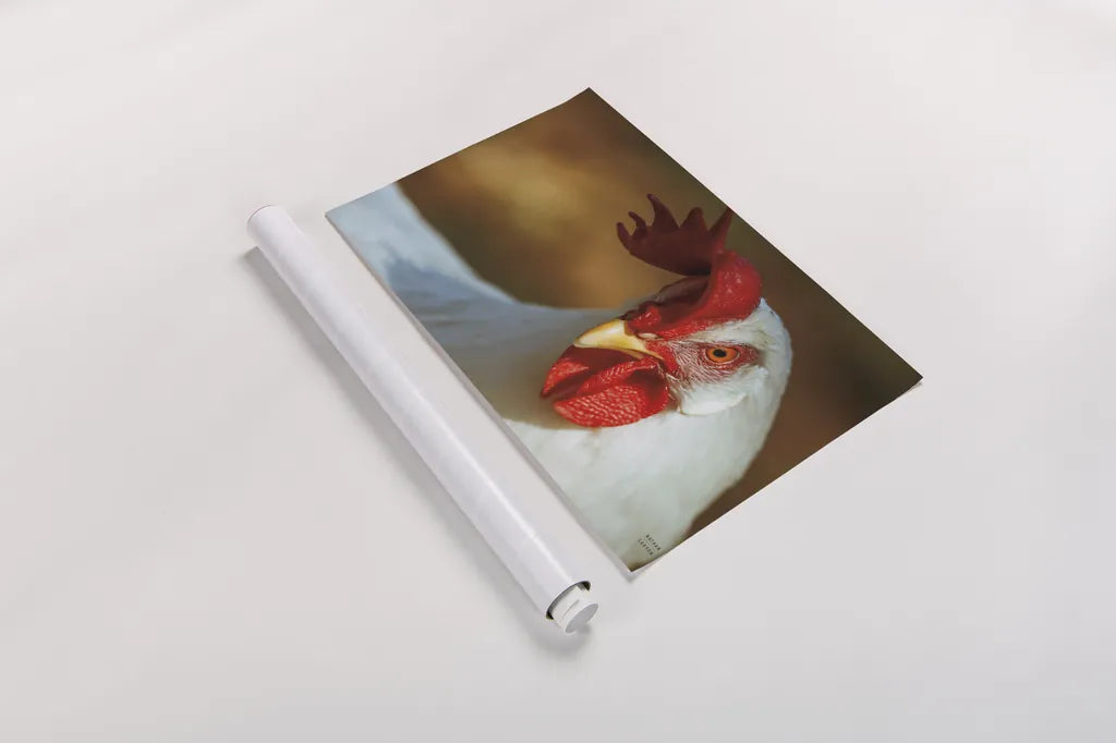 Chicken in the Sun II by Nathan Larson. shown as a rolled paper print. Available as archival giclee rolled canvas, fine art paper, or poster print. SKU 97583i.