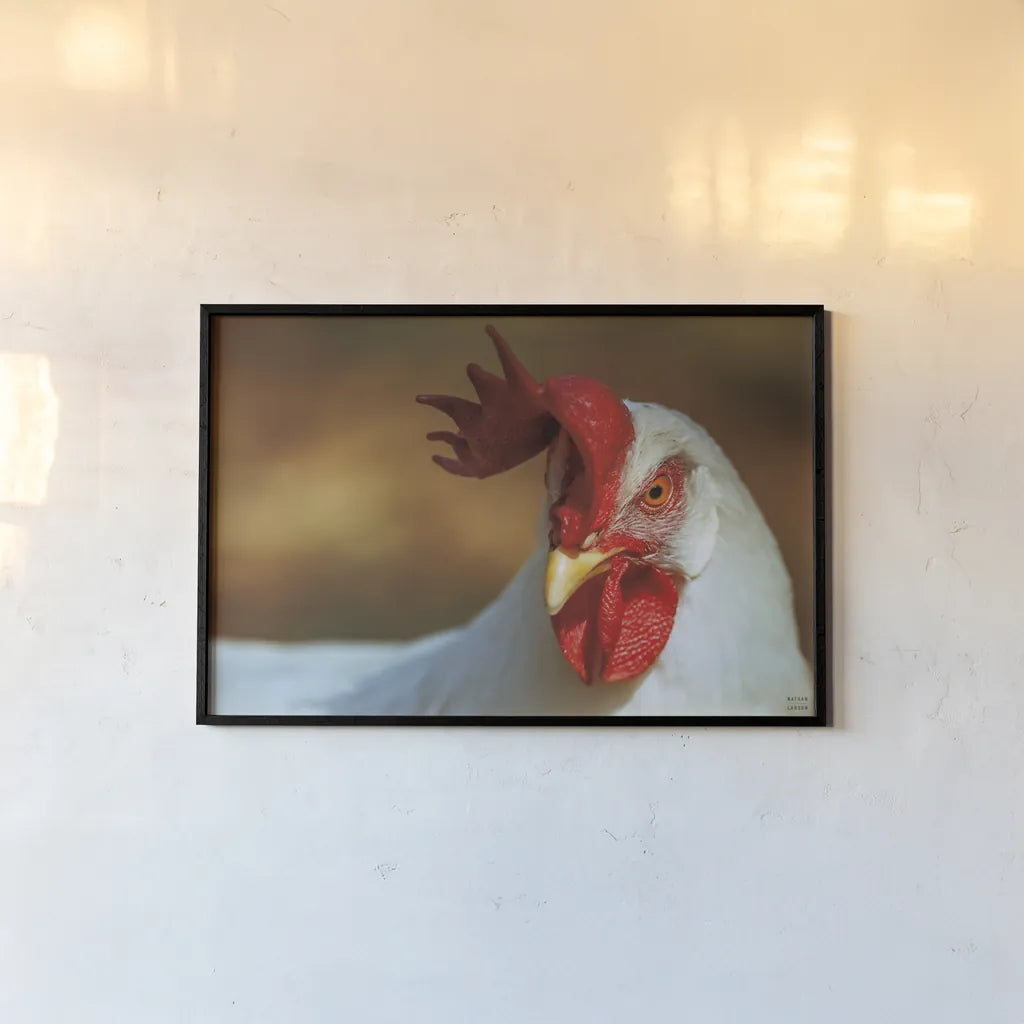 Chicken in the Sun II by Nathan Larson. shown as a paper print in a black flame. Available as a archival giclee rolled canvas, fine art paper, or poster print. SKU 97583i.