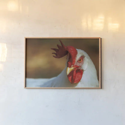 Chicken in the Sun II by Nathan Larson. shown as a paper print in a natural frame. Available as a archival giclee rolled canvas, fine art paper, or poster print. SKU 97583i.