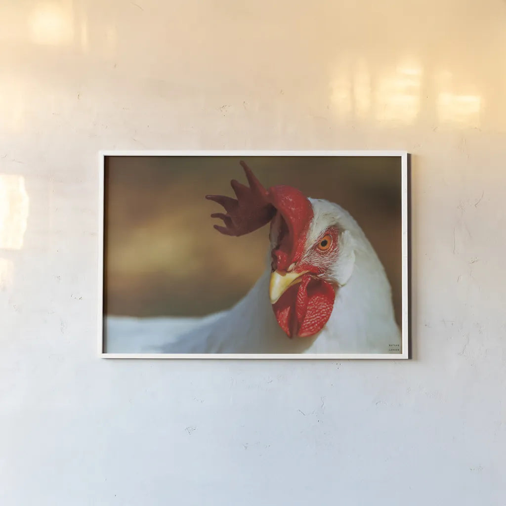Chicken in the Sun II by Nathan Larson. shown as a paper print in a white frame. Available as a archival giclee rolled canvas, fine art paper, or poster print. SKU 97583i.