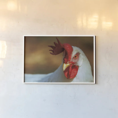 Chicken in the Sun II by Nathan Larson. shown as a paper print in a white frame. Available as a archival giclee rolled canvas, fine art paper, or poster print. SKU 97583i.