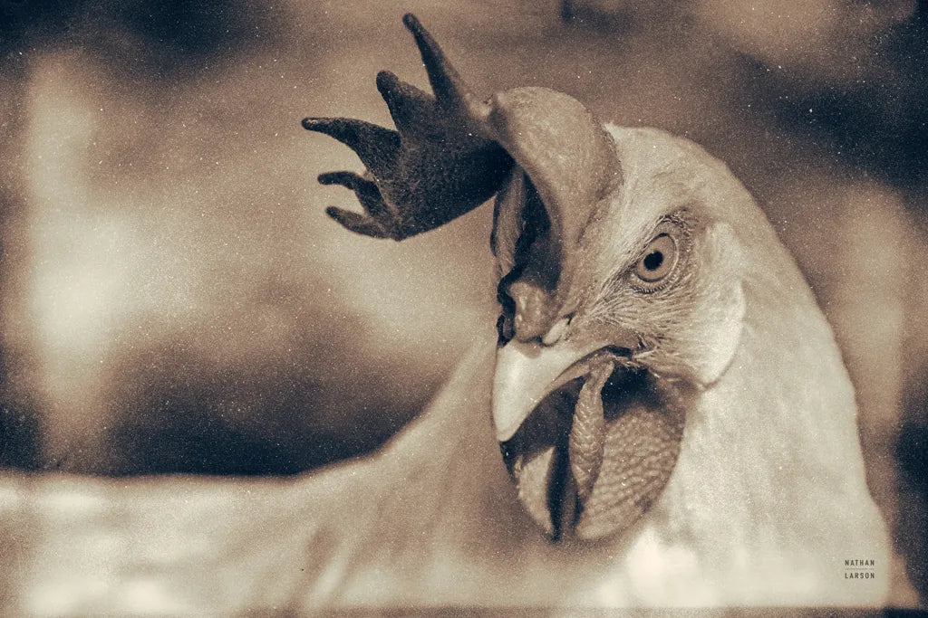 Chicken in the Sun II Sepia by Nathan Larson. SKU 97876i. Archival Giclee Fine art print for wall decor.