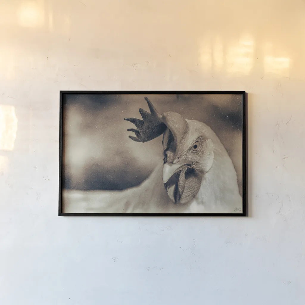 Chicken in the Sun II Sepia by Nathan Larson. shown as a paper print in a black flame. Available as a archival giclee rolled canvas, fine art paper, or poster print. SKU 97876i.