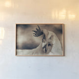 Chicken in the Sun II Sepia by Nathan Larson. shown as a paper print in a natural frame. Available as a archival giclee rolled canvas, fine art paper, or poster print. SKU 97876i.