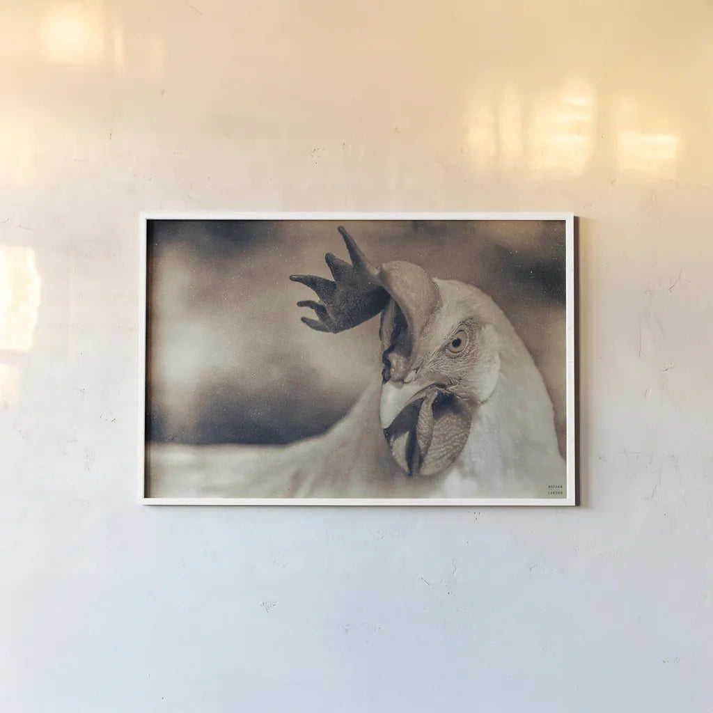 Chicken in the Sun II Sepia by Nathan Larson. shown as a paper print in a white frame. Available as a archival giclee rolled canvas, fine art paper, or poster print. SKU 97876i.
