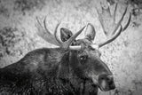 Close by Nathan Larson. SKU 89458i. Archival Giclee Fine art print for wall decor.