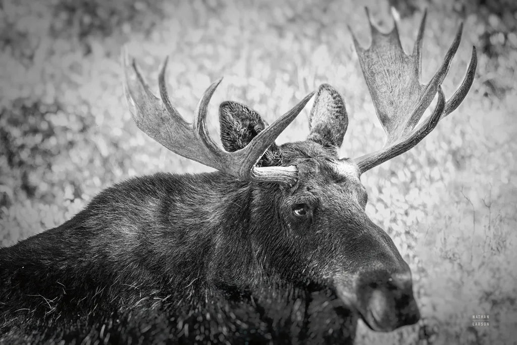 Close by Nathan Larson. SKU 89458i. Archival Giclee Fine art print for wall decor.