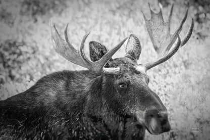 Close by Nathan Larson. SKU 89458i. Archival Giclee Fine art print for wall decor.