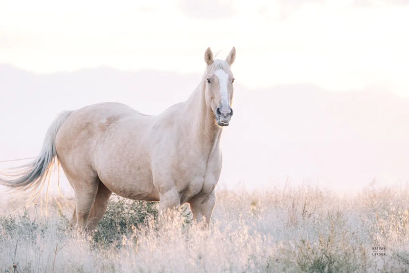 Colorado Open Range by Nathan Larson. SKU 104267i. Archival Giclee Fine art print for wall decor.