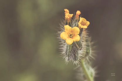 Common Fiddleneck by Nathan Larson. SKU 90481i. Archival Giclee Fine art print for wall decor.