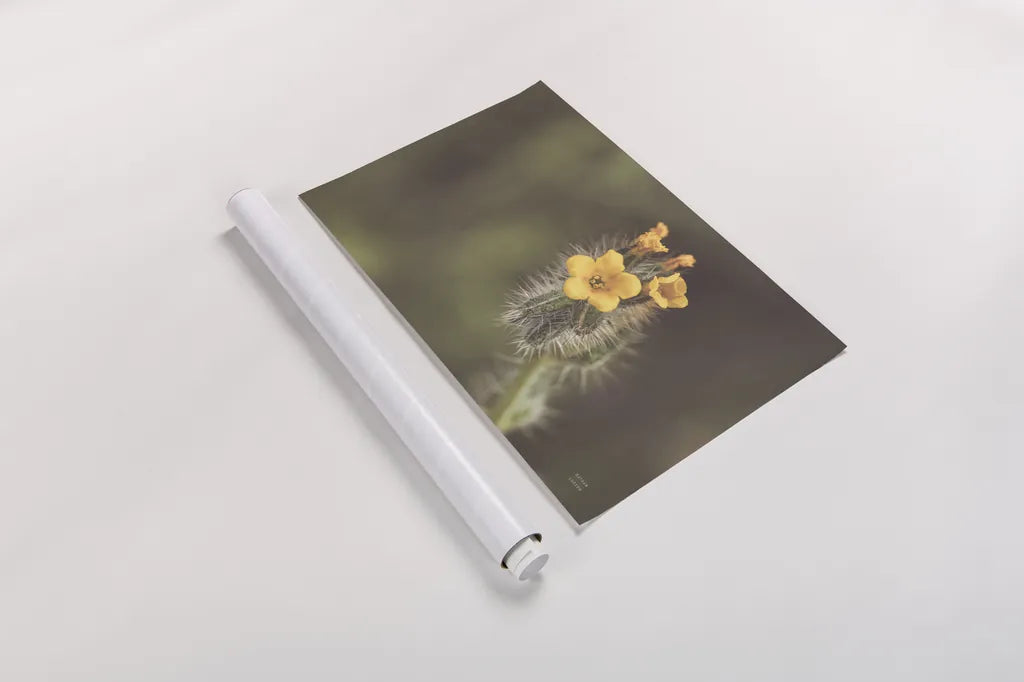 Common Fiddleneck by Nathan Larson. shown as a rolled paper print. Available as archival giclee rolled canvas, fine art paper, or poster print. SKU 90481i.