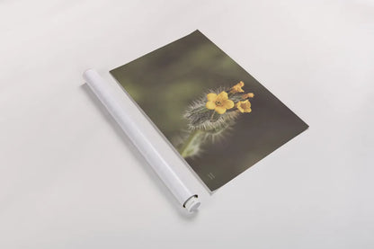 Common Fiddleneck by Nathan Larson. shown as a rolled paper print. Available as archival giclee rolled canvas, fine art paper, or poster print. SKU 90481i.