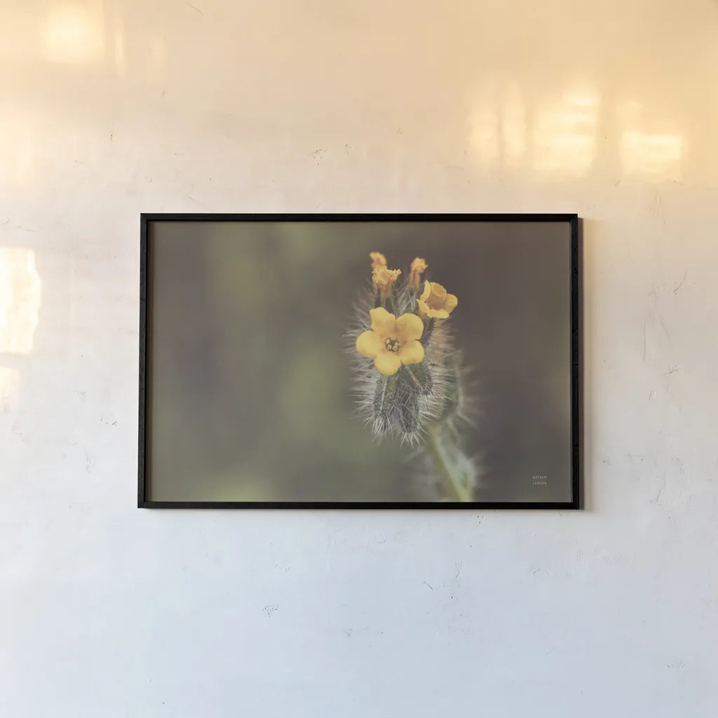 Common Fiddleneck by Nathan Larson. shown as a paper print in a black flame. Available as a archival giclee rolled canvas, fine art paper, or poster print. SKU 90481i.