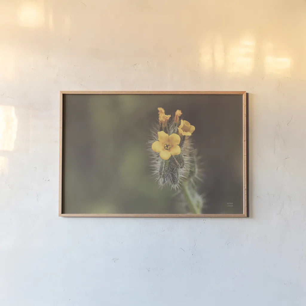 Common Fiddleneck by Nathan Larson. shown as a paper print in a natural frame. Available as a archival giclee rolled canvas, fine art paper, or poster print. SKU 90481i.