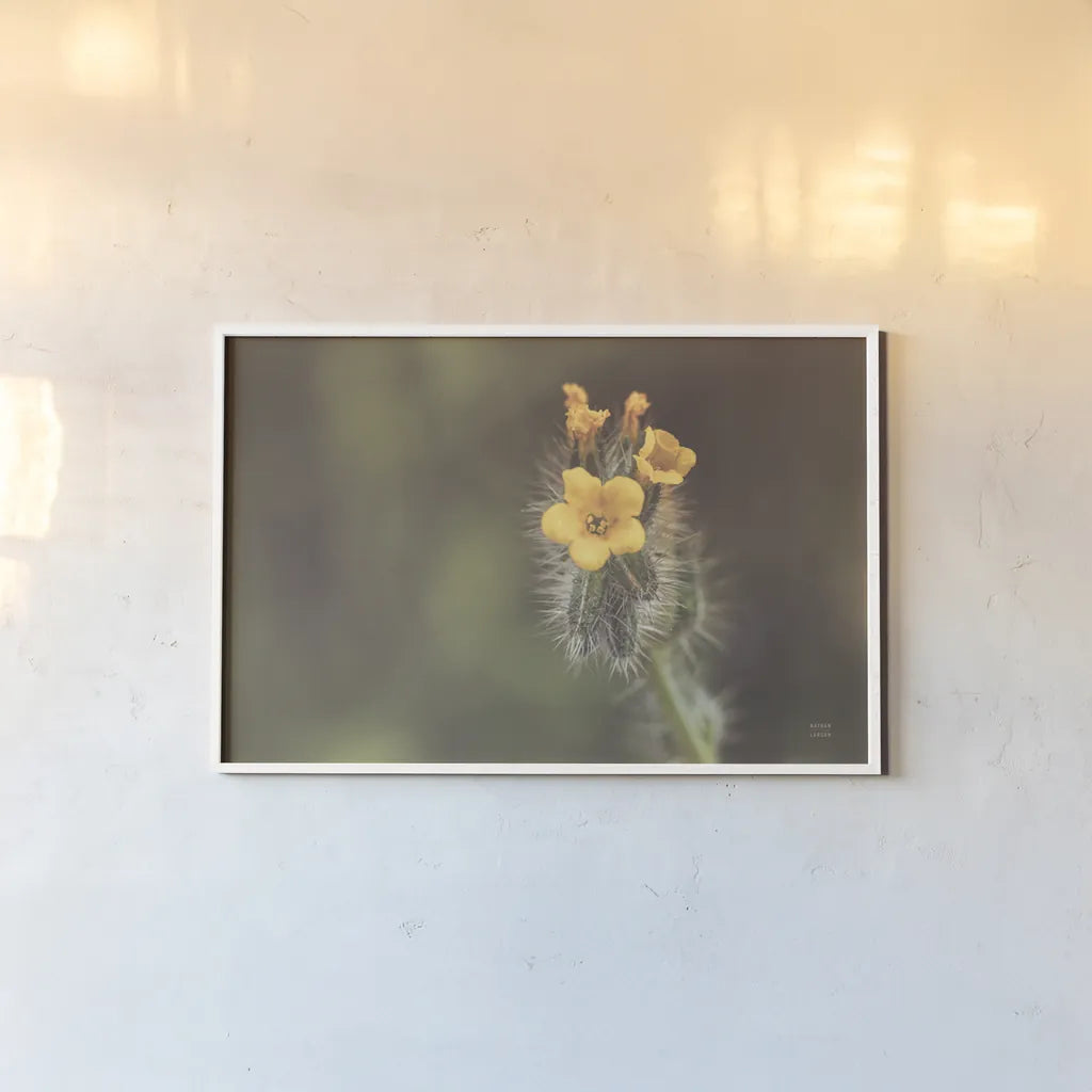 Common Fiddleneck by Nathan Larson. shown as a paper print in a white frame. Available as a archival giclee rolled canvas, fine art paper, or poster print. SKU 90481i.