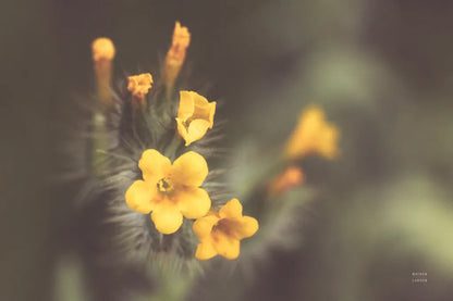 Common Fiddleneck II by Nathan Larson. SKU 90482i. Archival Giclee Fine art print for wall decor.