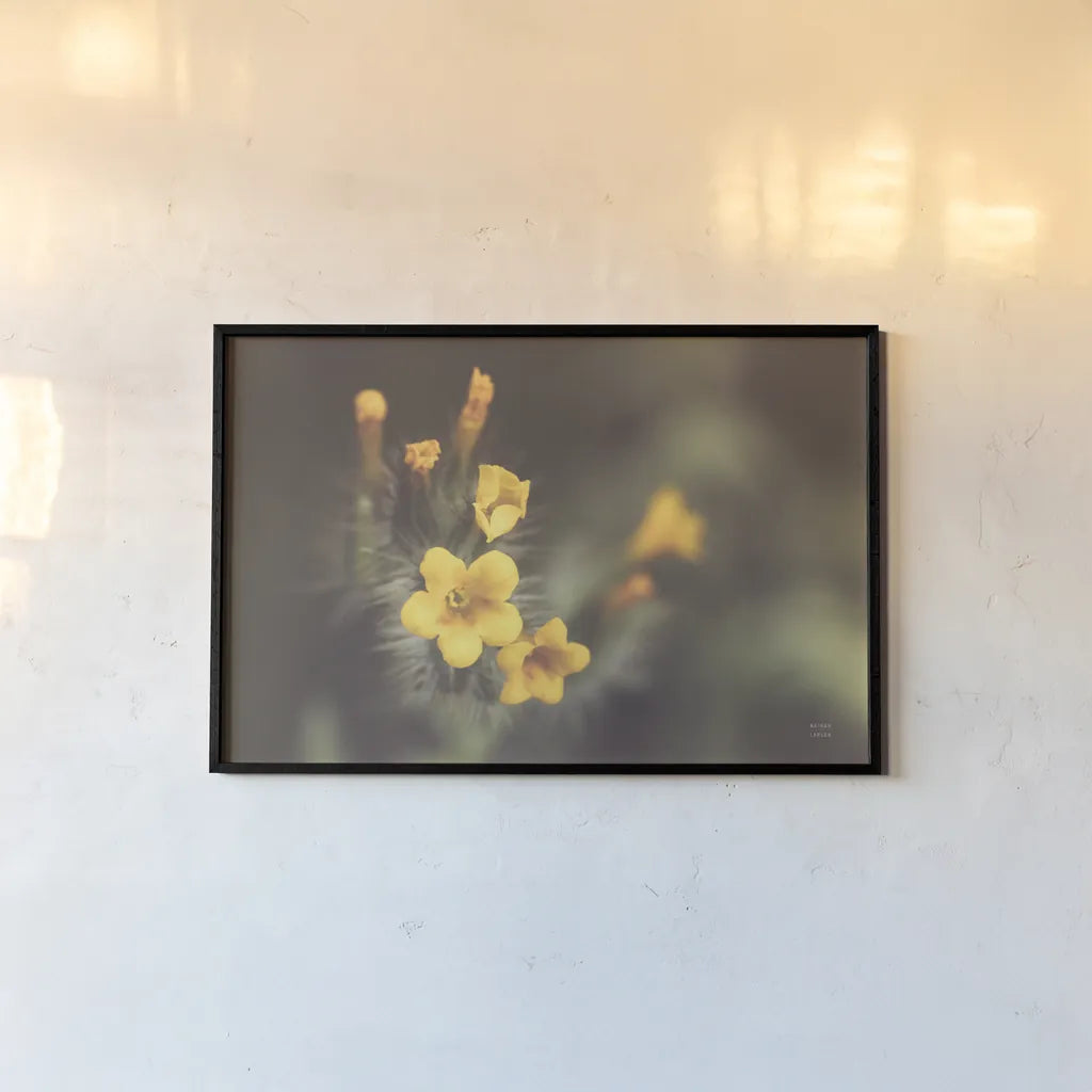 Common Fiddleneck II by Nathan Larson. shown as a paper print in a black flame. Available as a archival giclee rolled canvas, fine art paper, or poster print. SKU 90482i.