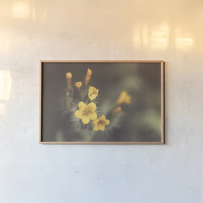 Common Fiddleneck II by Nathan Larson. shown as a paper print in a natural frame. Available as a archival giclee rolled canvas, fine art paper, or poster print. SKU 90482i.