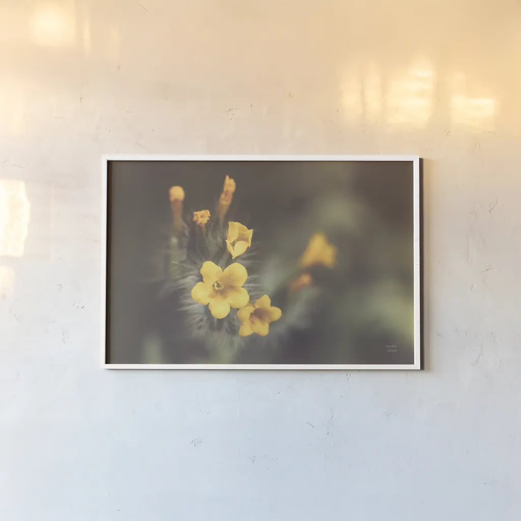 Common Fiddleneck II by Nathan Larson. shown as a paper print in a white frame. Available as a archival giclee rolled canvas, fine art paper, or poster print. SKU 90482i.