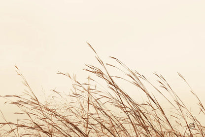Country Grasses II by Nathan Larson. SKU 75478i. Archival Giclee Fine art print for wall decor.