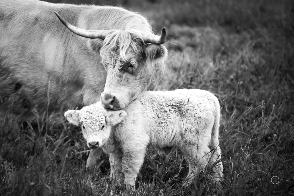 Cow Care by Nathan Larson. SKU 71165i. Archival Giclee Fine art print for wall decor.