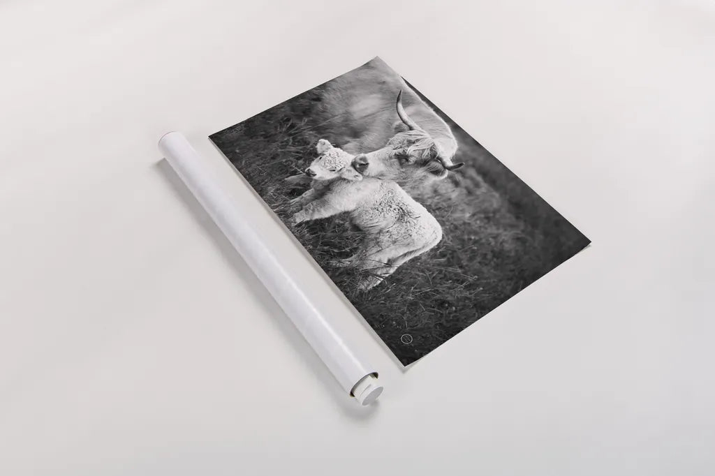 Cow Care by Nathan Larson. shown as a rolled paper print. Available as archival giclee rolled canvas, fine art paper, or poster print. SKU 71165i.