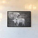 Cow Care by Nathan Larson. shown as a paper print in a black flame. Available as a archival giclee rolled canvas, fine art paper, or poster print. SKU 71165i.