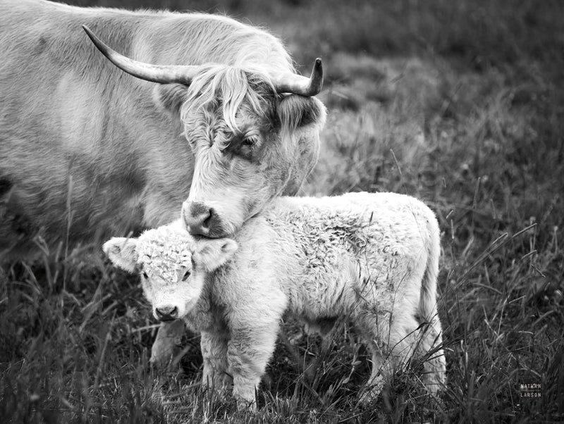 Cow Care Crop by Nathan Larson