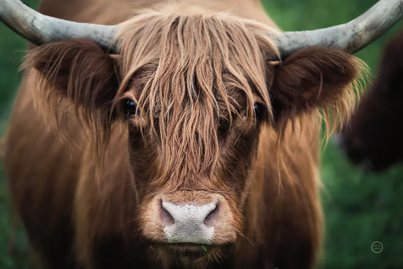 Cow Nose by Nathan Larson. SKU 71432i. Archival Giclee Fine art print for wall decor.