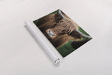 Cow Nose by Nathan Larson. shown as a rolled paper print. Available as archival giclee rolled canvas, fine art paper, or poster print. SKU 71432i.