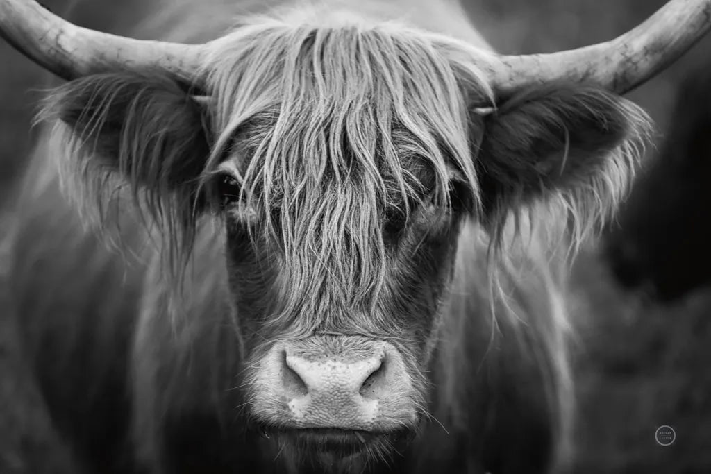 Cow Nose BW by Nathan Larson. SKU 71479i. Archival Giclee Fine art print for wall decor.
