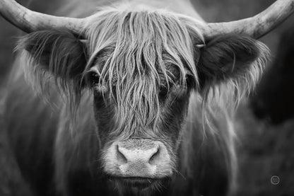 Cow Nose BW by Nathan Larson. SKU 71479i. Archival Giclee Fine art print for wall decor.