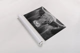 Cow Nose BW by Nathan Larson. shown as a rolled paper print. Available as archival giclee rolled canvas, fine art paper, or poster print. SKU 71479i.