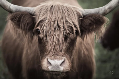 Cow Nose Light by Nathan Larson. SKU 71480i. Archival Giclee Fine art print for wall decor.