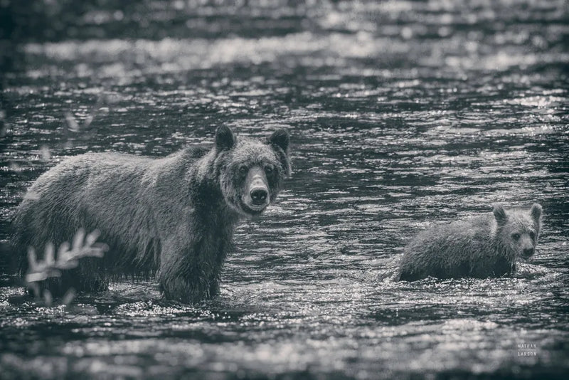 Crossing BW by Nathan Larson. SKU 89441i. Archival Giclee Fine art print for wall decor.