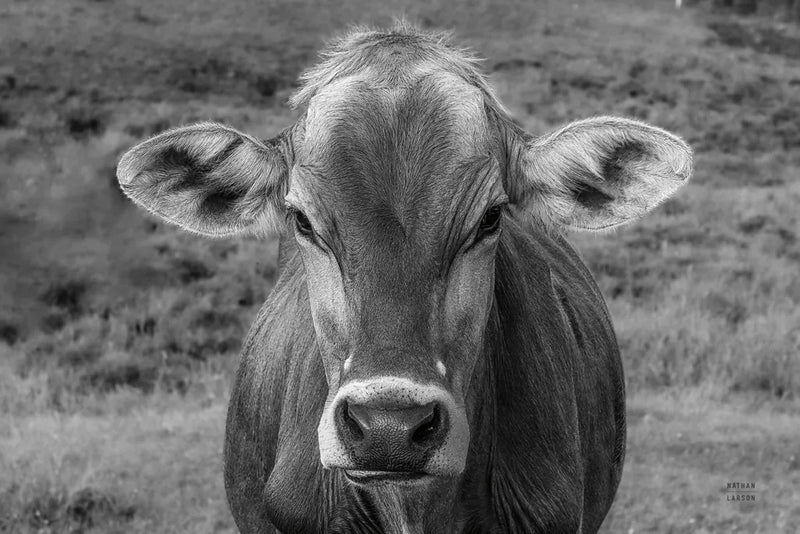 Dairy Barn BW by Nathan Larson. SKU 82815i. Archival Giclee Fine art print for wall decor.