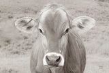 Dairy Barn Neutral by Nathan Larson. SKU 82814i. Archival Giclee Fine art print for wall decor.