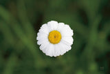 Daisy Down by Nathan Larson. SKU 102288i. Archival Giclee Fine art print for wall decor.