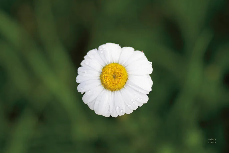 Daisy Down by Nathan Larson. SKU 102288i. Archival Giclee Fine art print for wall decor.