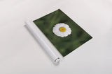 Daisy Down by Nathan Larson. shown as a rolled paper print. Available as archival giclee rolled canvas, fine art paper, or poster print. SKU 102288i.