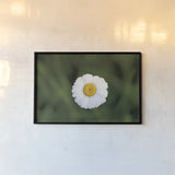 Daisy Down by Nathan Larson. shown as a paper print in a black flame. Available as a archival giclee rolled canvas, fine art paper, or poster print. SKU 102288i.